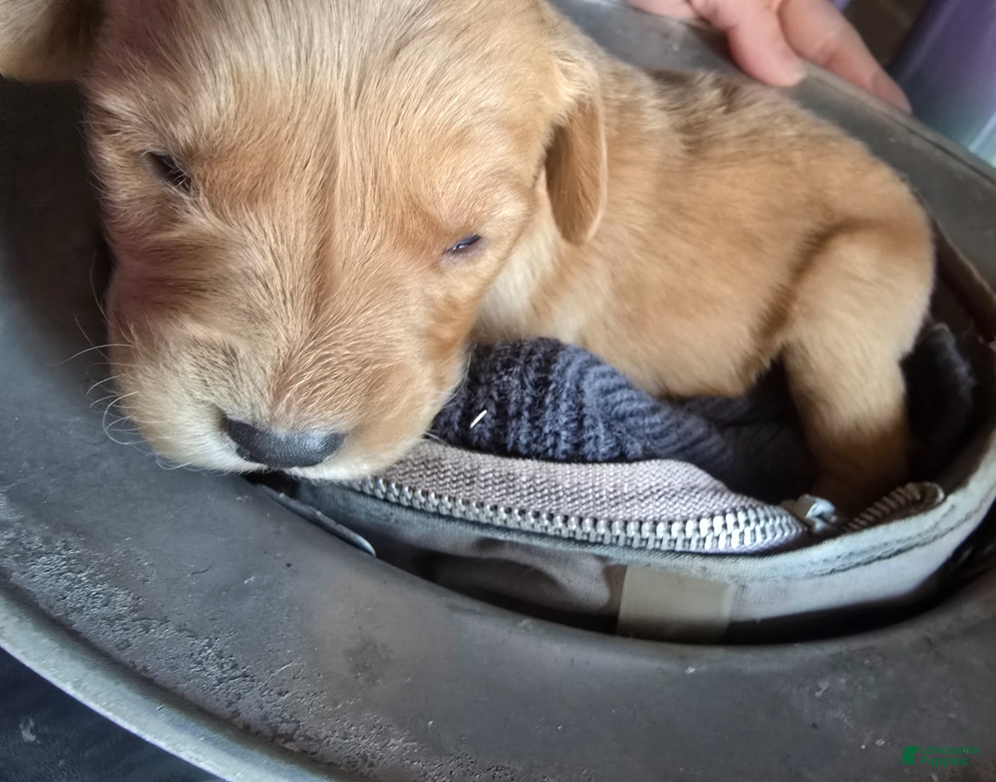 Golden Retriever dogs Golden Retriever Puppy 10 - Ad 9