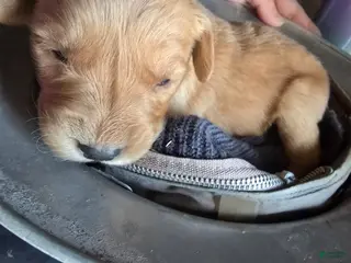 Golden Retriever dogs Golden Retriever Puppy 10 - Ad 9