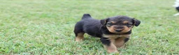 Airedale Terrier dogs for sale: AKC Taffy  - Ad 4