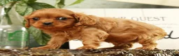 Cavapoo dogs for sale: Buzz - Ad 4