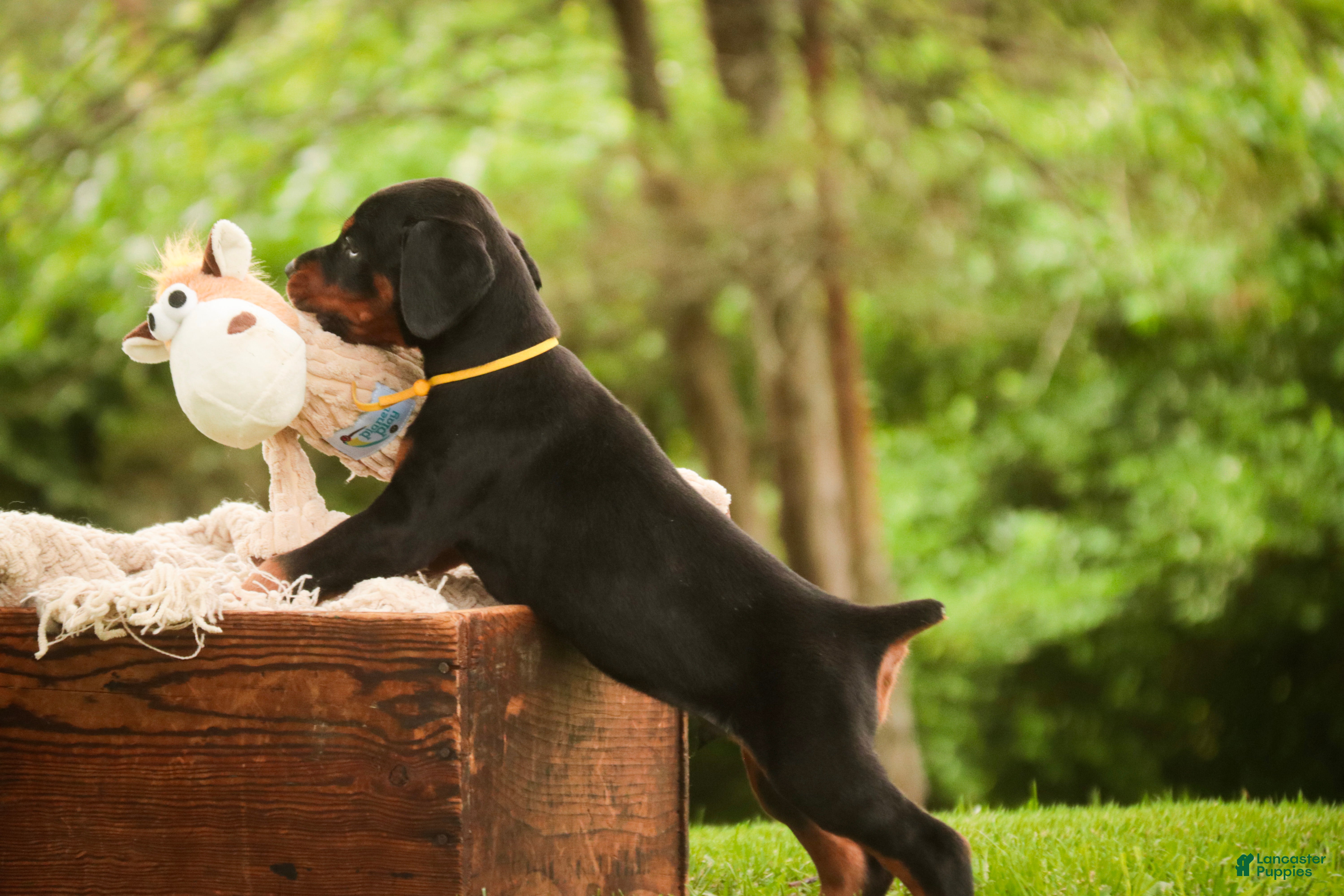 Doberman Pinscher dogs for sale: Leopold - Ad 6