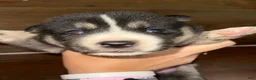Gerberian Shepsky dogs for sale: Kayce - Ad 5