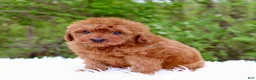 Cavapoo dogs for sale: Mr. Rusty - Ad 3