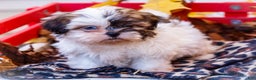 Shih Tzu dogs for sale: Lanelle - Ad 12