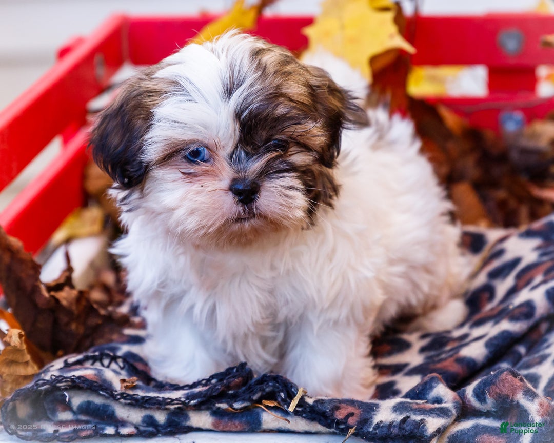 Shih Tzu dogs for sale: Lanelle - Ad 12