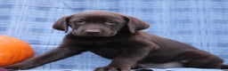 Labrador Retriever dogs for sale: Jason  - Ad 4