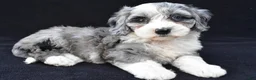 Mini Sheepadoodle dogs for sale: Polly - Ad 7