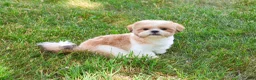 Shih Tzu dogs for sale: Fox  - Ad 4