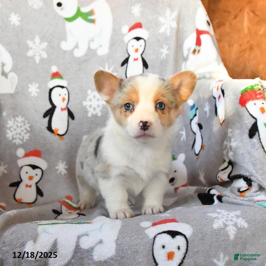 Welsh Corgi Pembroke dogs Gracie - Ad 13