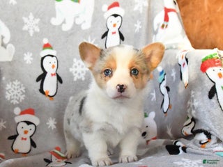 Welsh Corgi Pembroke dogs Gracie - Ad 25