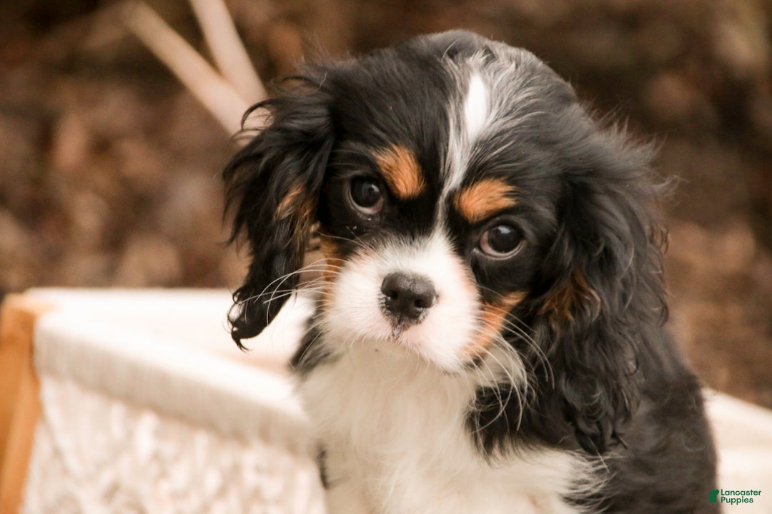 Cavalier King Charles Spaniel dogs for sale: Charlie - Ad 5