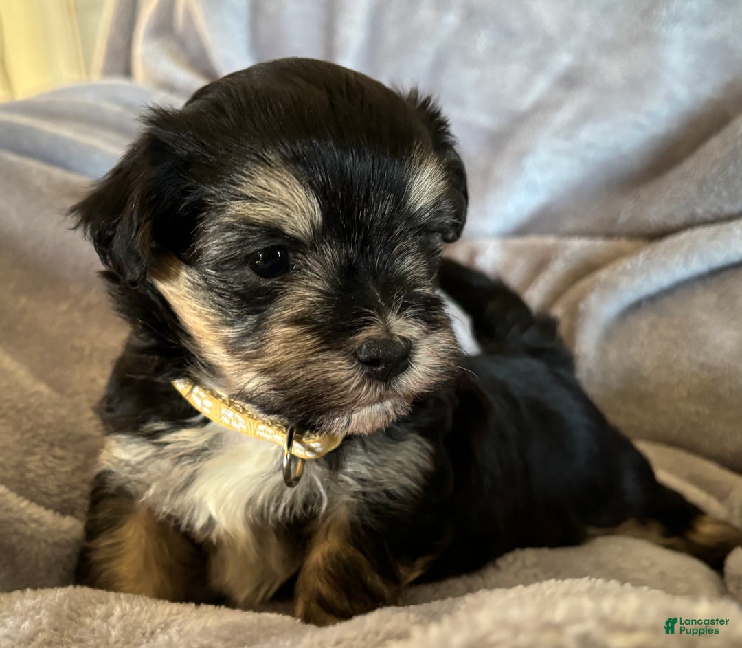 Havanese dogs for sale: Donny - Ad 2