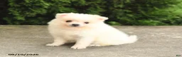 Pomeranian dogs for sale: Marshmallow - Ad 3