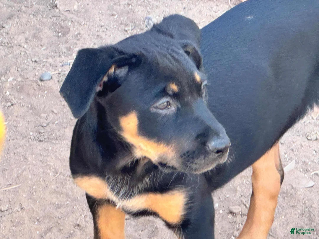 Mixed Breed dogs for sale: Puppy 5 - Ad 1