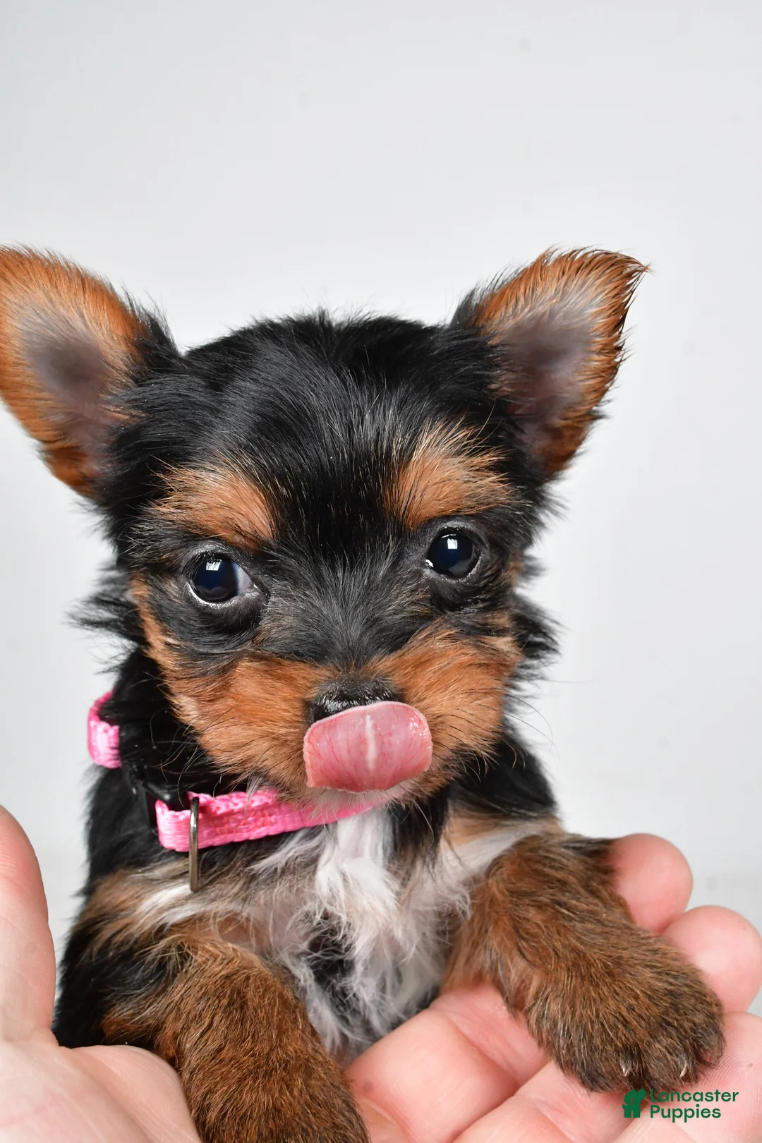 Yorkshire Terrier dogs for sale: Macey - Ad 10