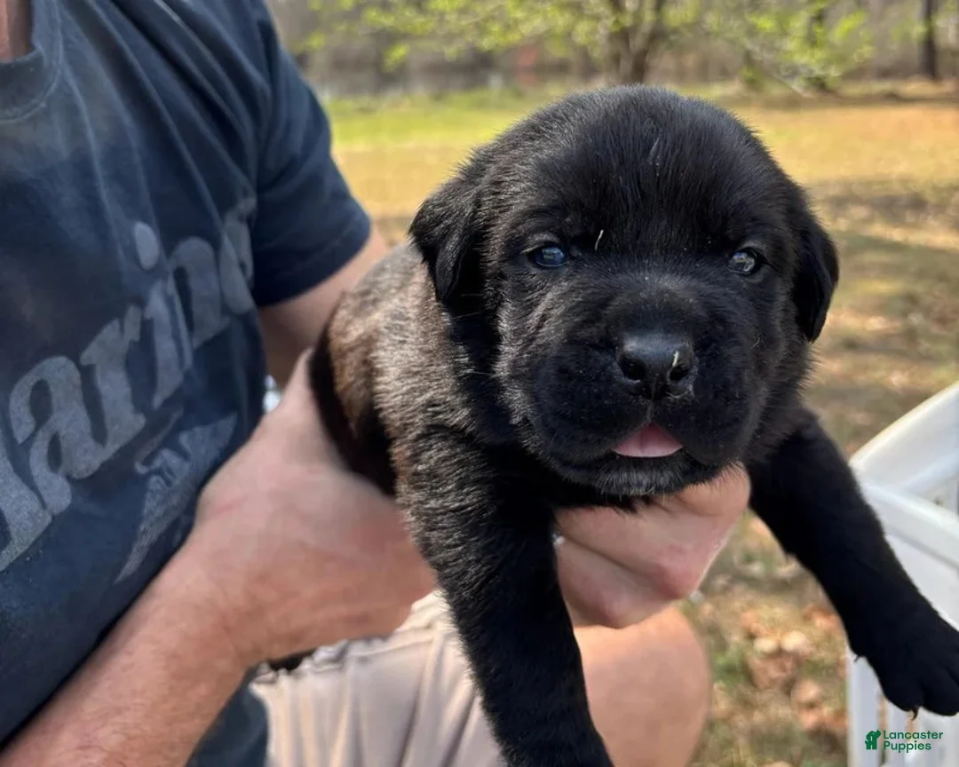 Mixed Breed dogs for sale: Dark Green - Ad 2