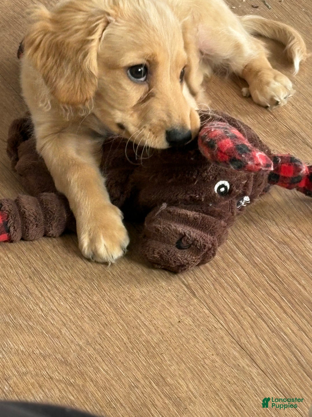 Mixed Breed dogs for sale: Casper - Ad 4