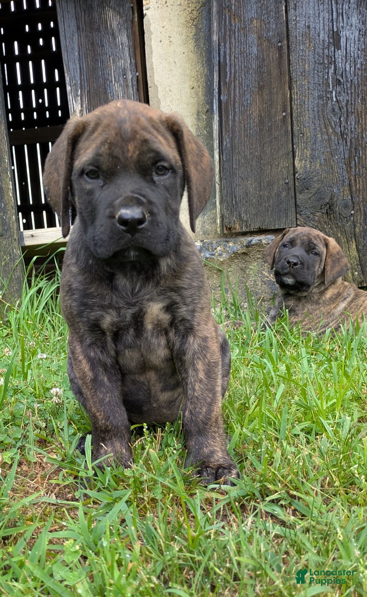 English Mastiff dogs Tilly  - Ad 2