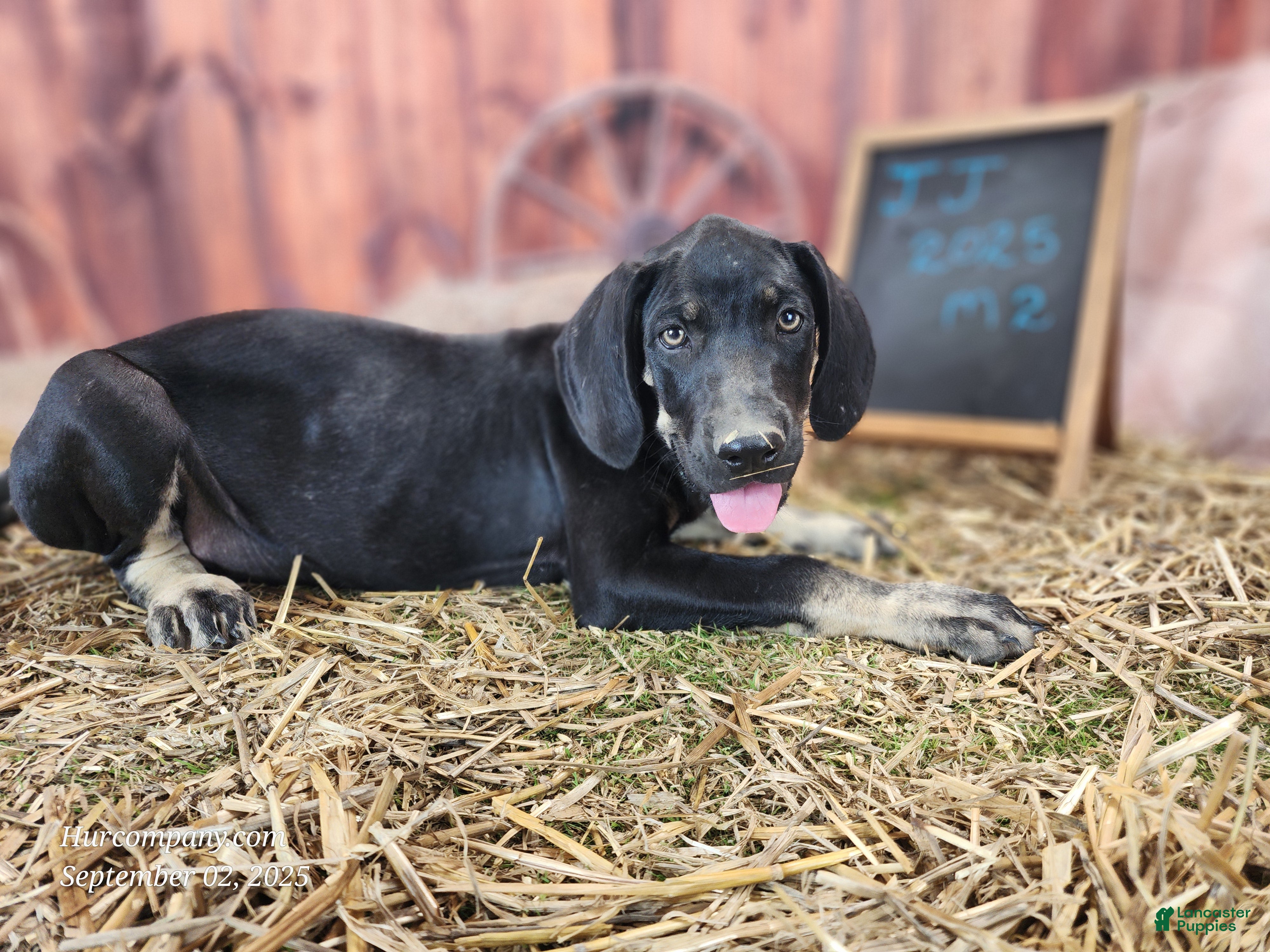 Catahoula Leopard Dog dogs JJ 2025 Male 2 - Ad 13