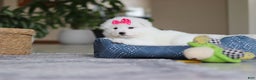 Samoyed dogs for sale: Poppy - Ad 6