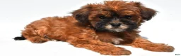 Shihpoo dogs for sale: Patty - Ad 8