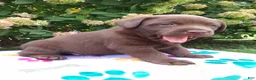 Labrador Retriever dogs for sale: Nova  - Ad 6