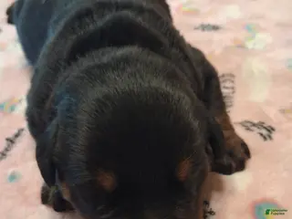 Rottweiler dogs Rottweiler 3 female - Ad 1