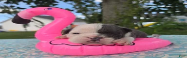 Skye