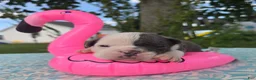 Olde English Bulldogge dogs for sale: Skye - Ad 1