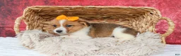 Welsh Corgi Pembroke dogs for sale: Audrey🦴  - Ad 13