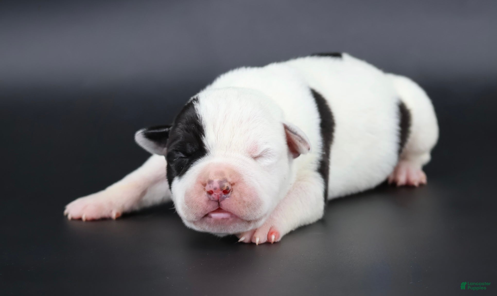 American Bully dogs Orion - XL - ABKC - Ad 1
