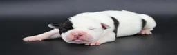 American Bully dogs for sale: Orion - XL - ABKC - Ad 2