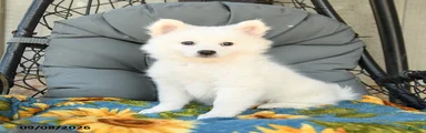 Finn