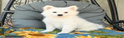 American Eskimo dogs for sale: Finn - Ad 3