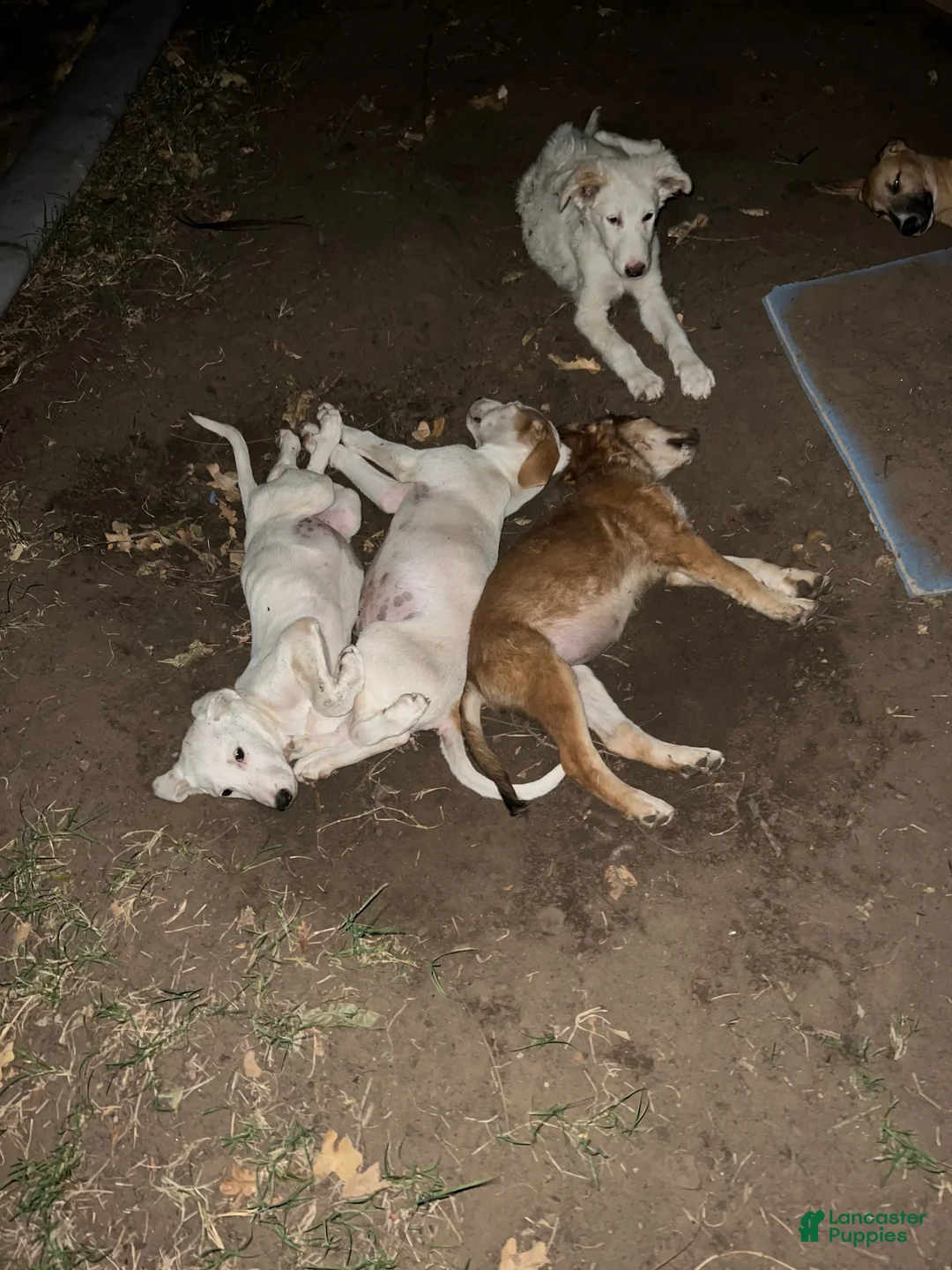 Mixed Breed dogs for sale: Patootsy  - Ad 5