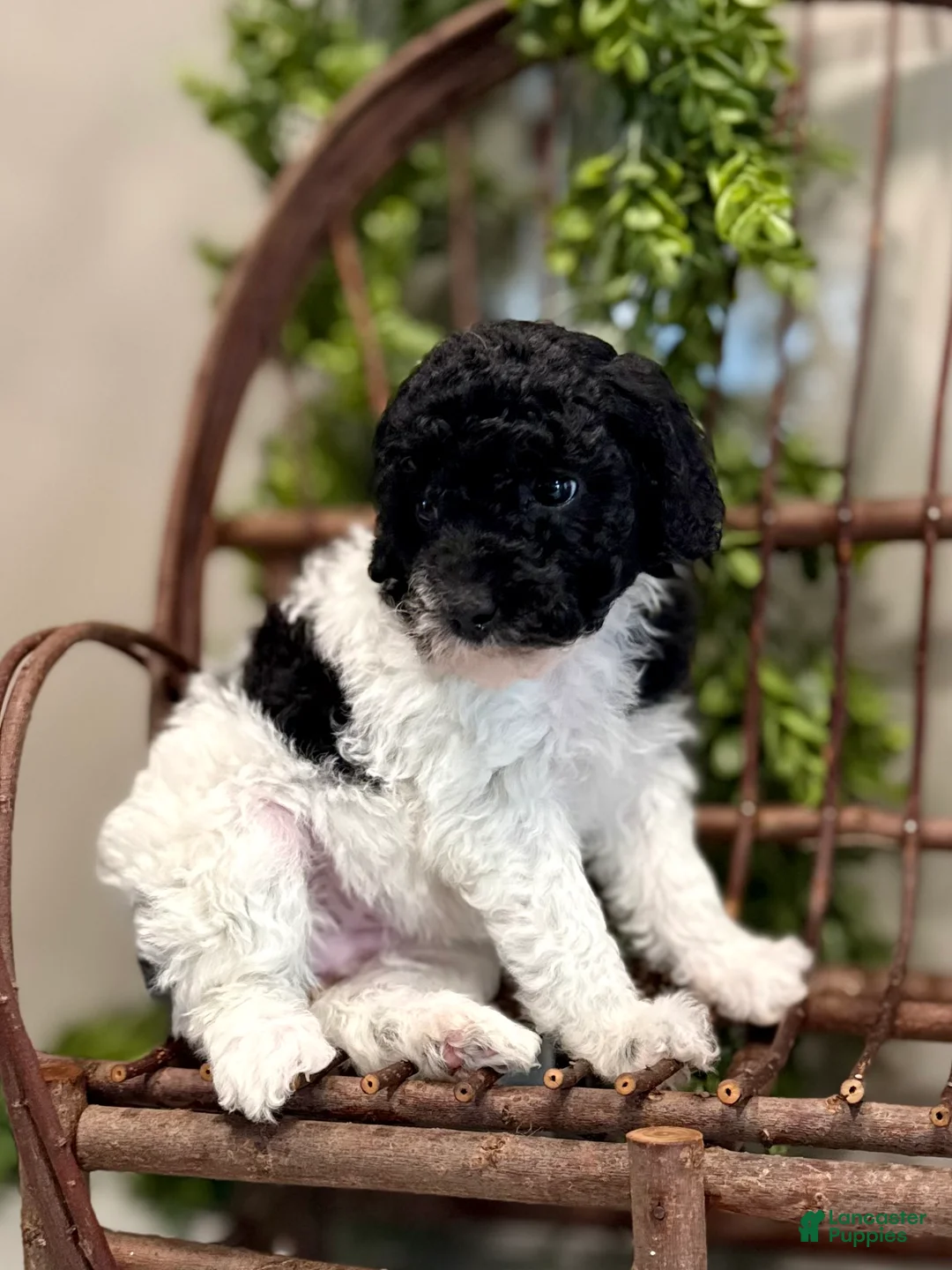 Mini Goldendoodle dogs for sale: Onna - Ad 5