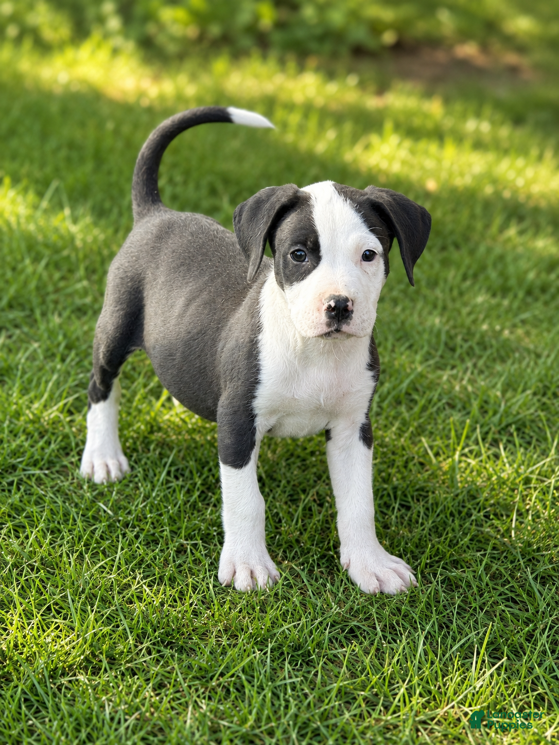 Mixed Breed dogs Tipp $145 - Ad 10