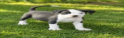 Mixed Breed dogs for sale: Tipp $145 - Ad 1