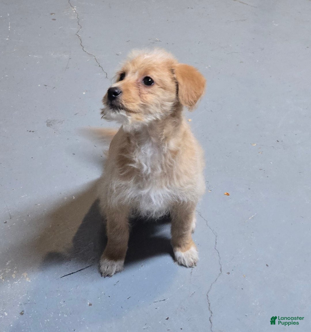 Mini Aussiedoodle dogs for sale: Ariel  - Ad 1