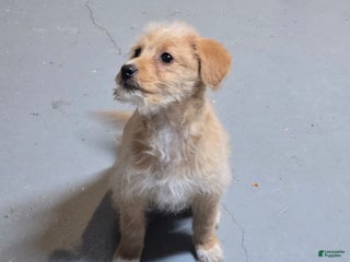 Mini Aussiedoodle dogs Ariel - Ad 41
