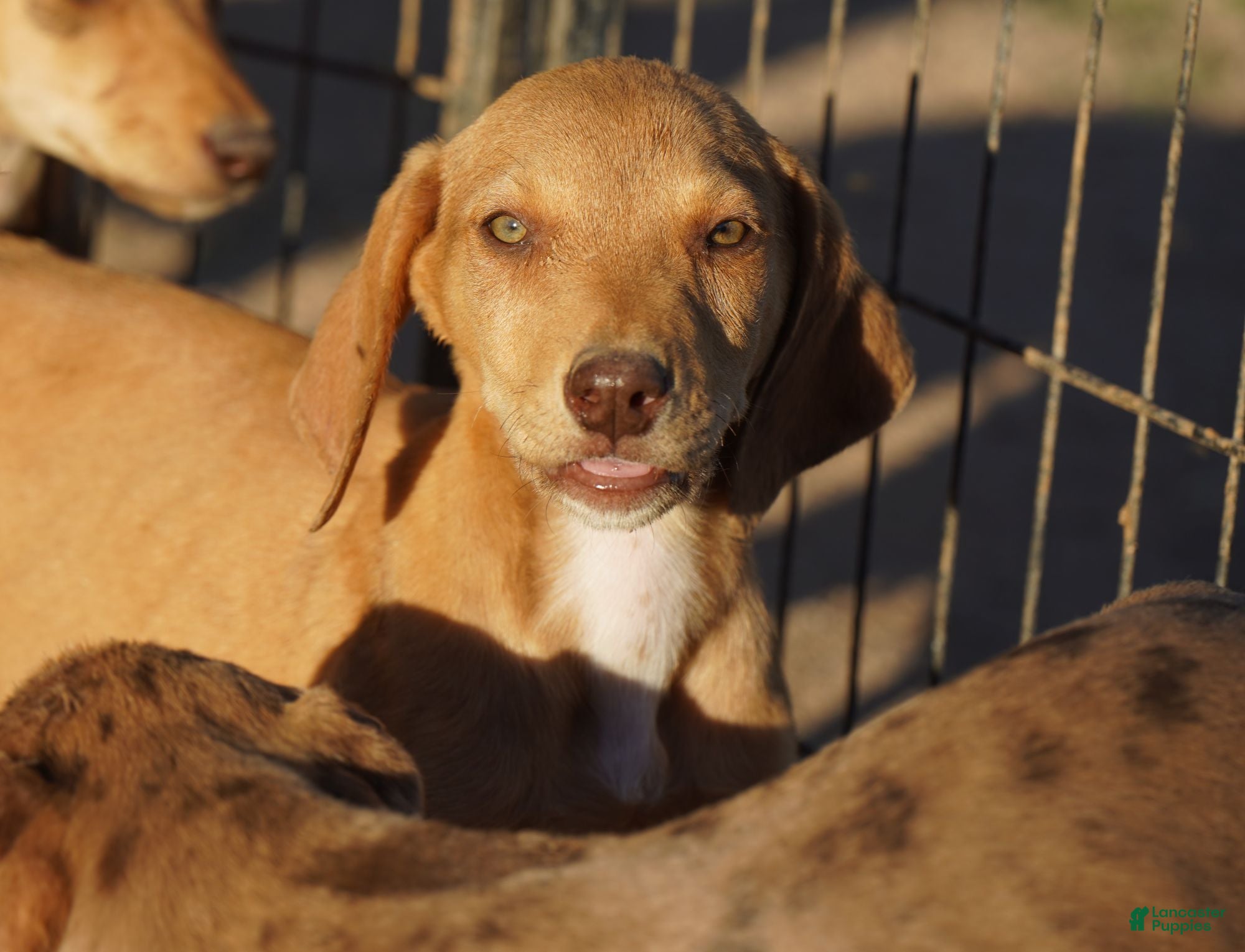 Mixed Breed dogs Reddish Fawn Merle M RT - Ad 26