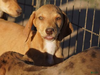 Mixed Breed dogs Reddish Fawn Merle M RT - Ad 1