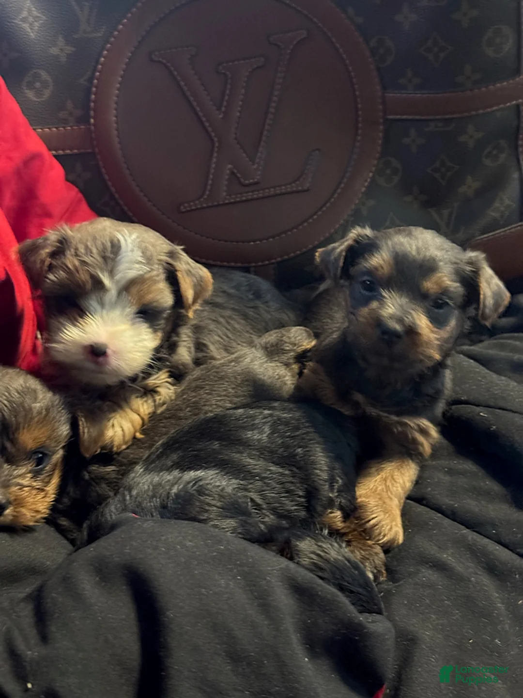 Yorkiepoo dogs for sale: Gucci - Ad 6