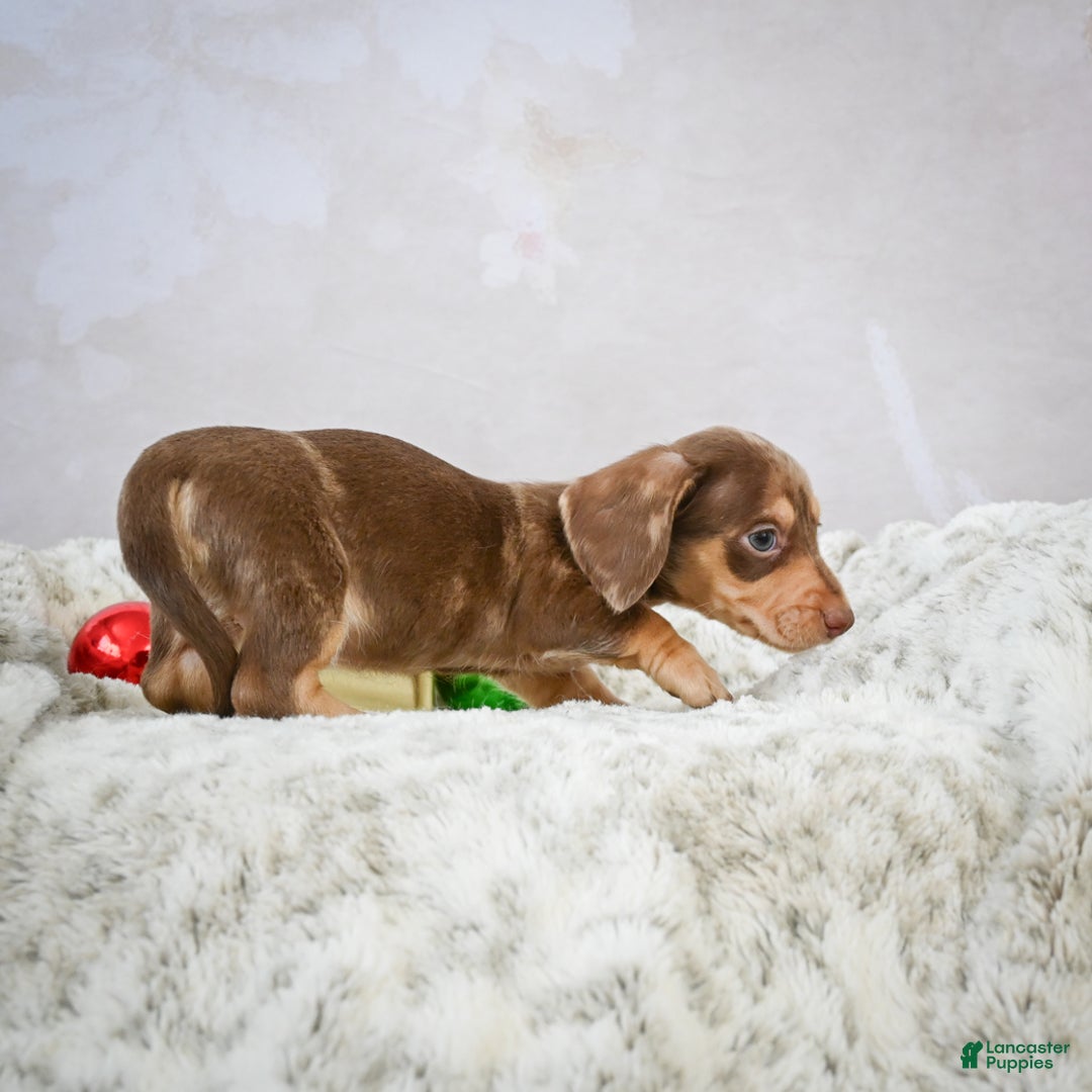 Miniature Dachshund dogs for sale: Eloise - Ad 5