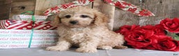 Cavapoo dogs for sale: Ronny - Ad 1
