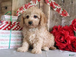 Cavapoo dogs Ronny - Ad 36