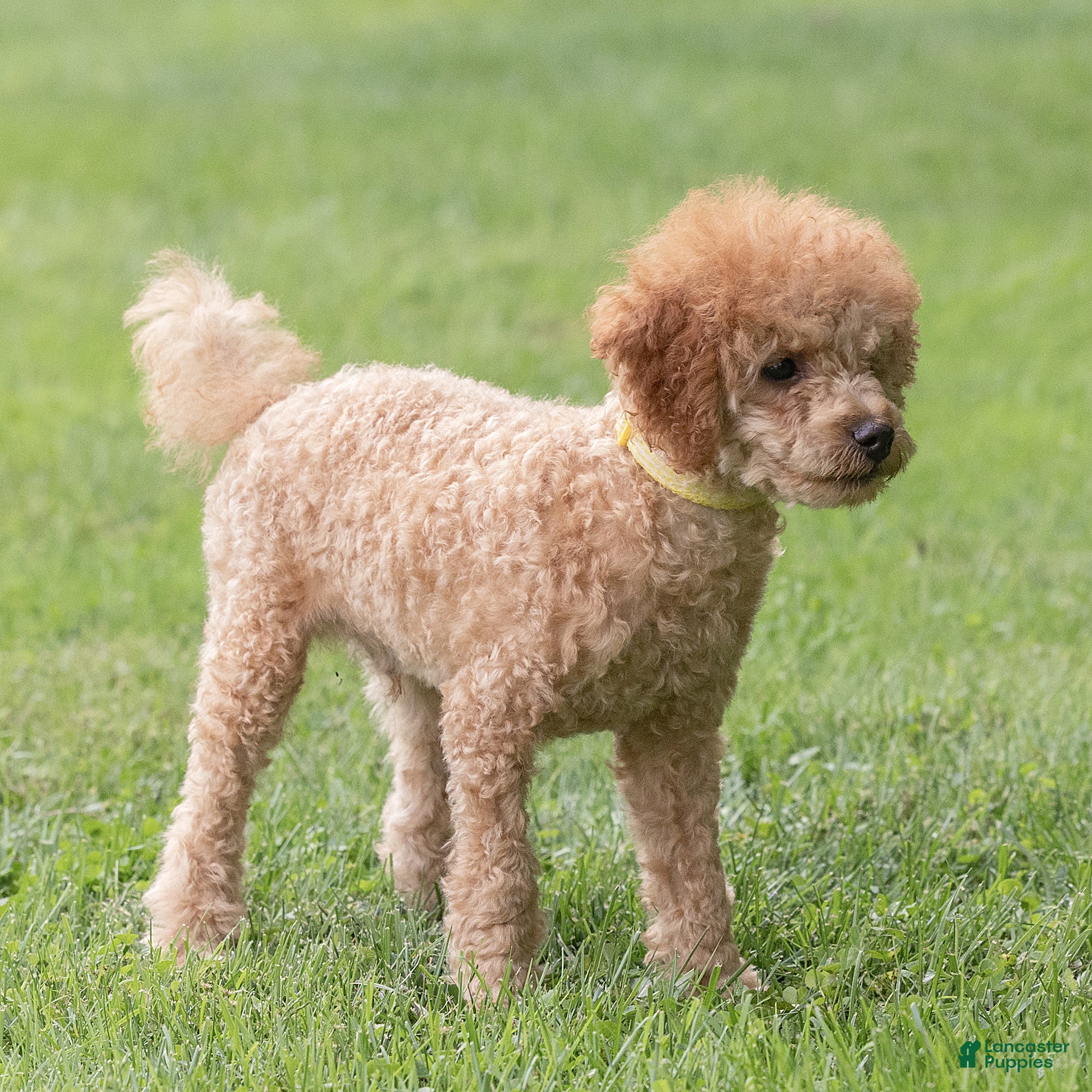 Miniature Poodle dogs Treasure Miniature Poodle  - Ad 2