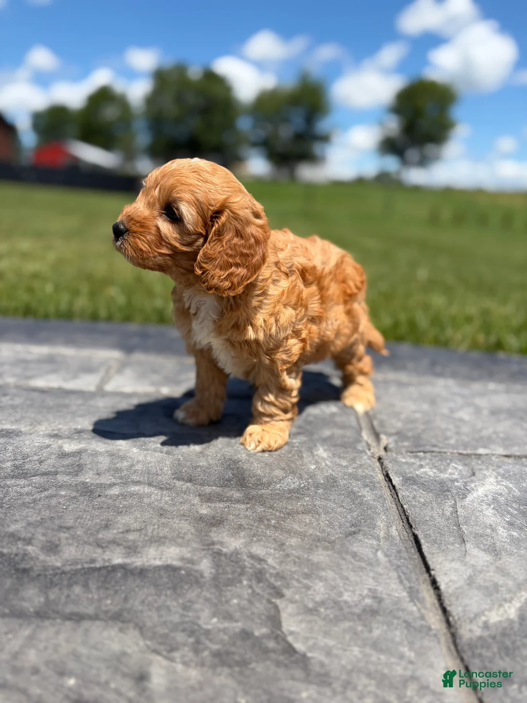 Cavapoo dogs for sale: Tucker - Ad 2