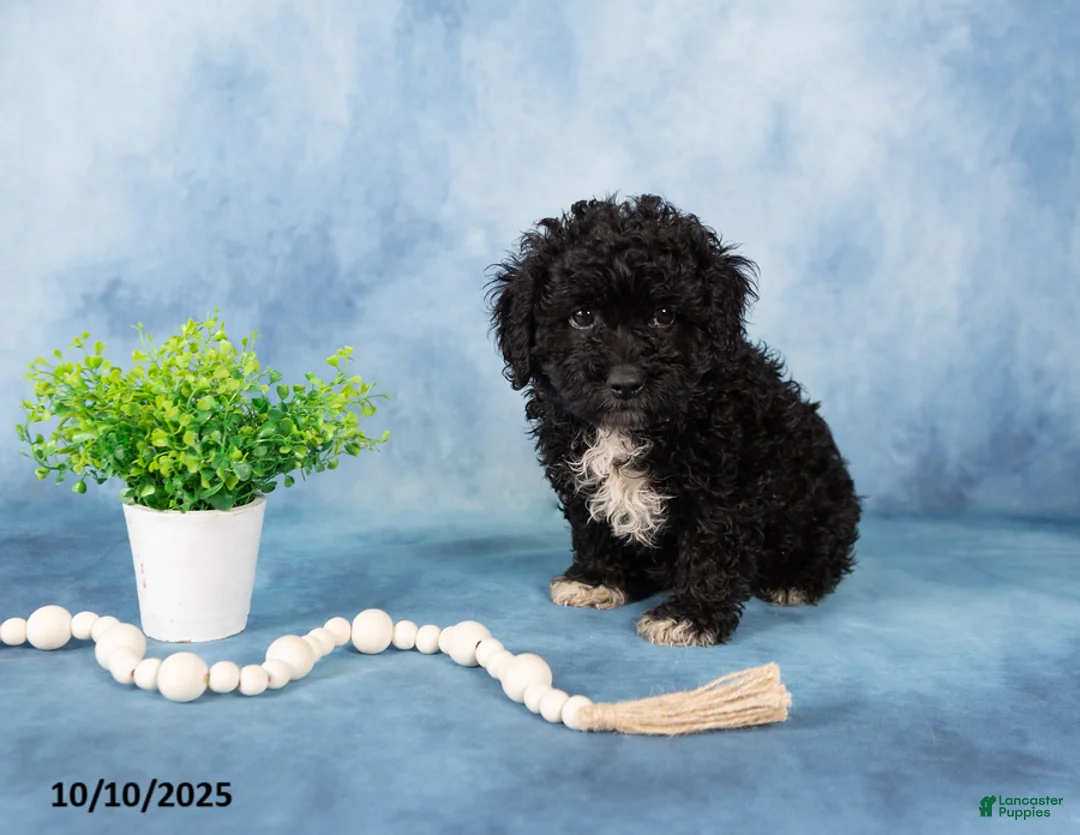 Mixed Breed dogs for sale: Midnight - Ad 2