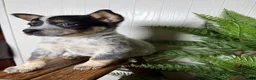 Australian Cattle Dog dogs for sale: Australian Cattle Dog Puppy 4 - Ad 3